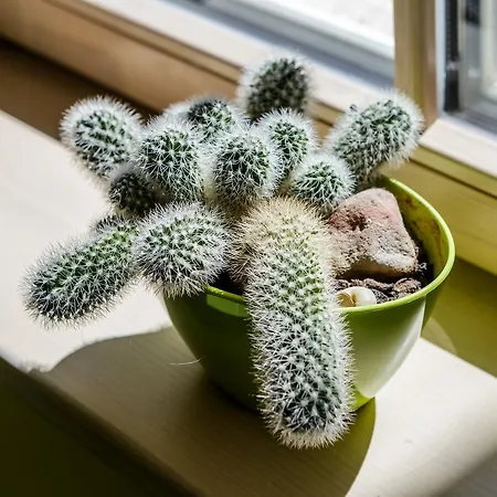 Apartment Smelynas House Klaipėda