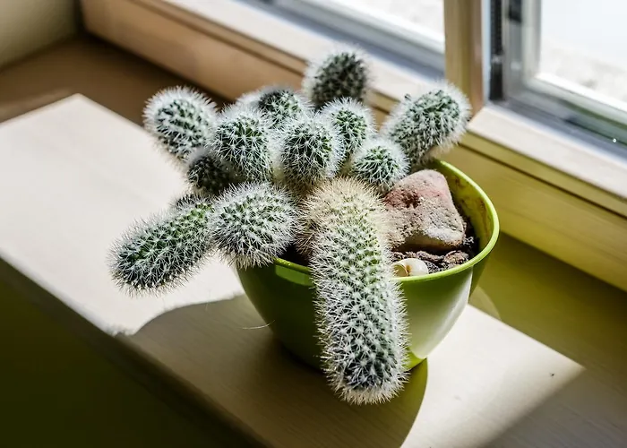 Διαμέρισμα Smelynas House Κλαϊπέντα